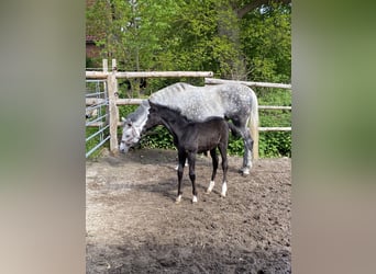 Trakehner, Yegua, 15 años, 164 cm, Tordo picazo