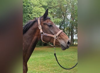 Trakehner, Yegua, 15 años, 167 cm, Castaño oscuro
