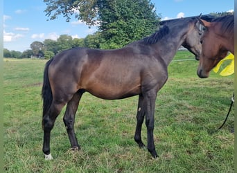 Trakehner, Yegua, 15 años, 168 cm, Castaño