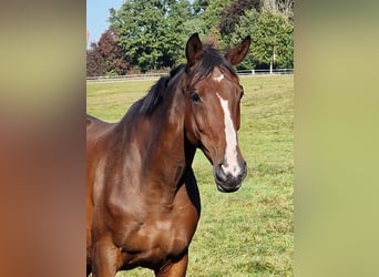 Trakehner, Yegua, 15 años, 168 cm, Castaño