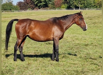 Trakehner, Yegua, 15 años, 168 cm, Castaño