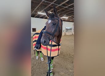 Trakehner, Yegua, 15 años, 171 cm, Castaño