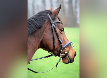 Trakehner, Yegua, 16 años, 164 cm, Castaño