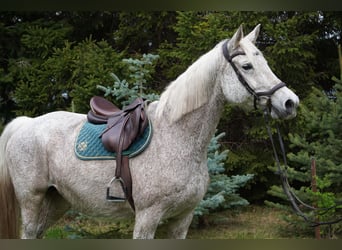 Trakehner, Yegua, 16 años, 168 cm, Tordo