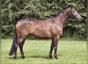 Trakehner, Yegua, 17 años, 166 cm, Castaño oscuro