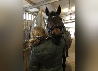 Trakehner, Yegua, 17 años, Castaño