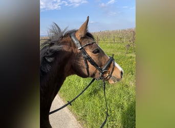 Trakehner, Yegua, 18 años, 162 cm, Castaño