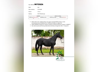 Trakehner, Yegua, 18 años, 172 cm, Negro