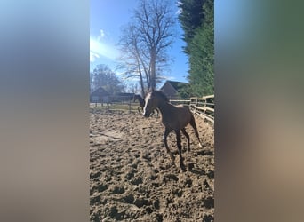 Trakehner, Yegua, 19 años, 165 cm