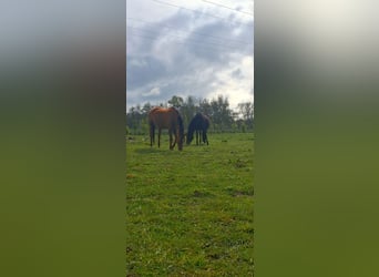 Trakehner, Yegua, 19 años, 165 cm