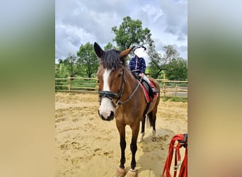 Trakehner, Yegua, 19 años, 165 cm, Castaño
