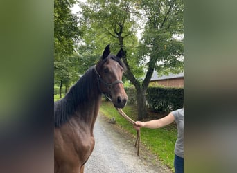 Trakehner, Yegua, 1 año, 145 cm, Castaño oscuro
