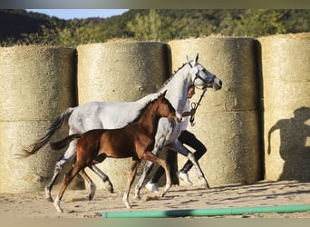 Trakehner, Yegua, 1 año, 165 cm, Castaño
