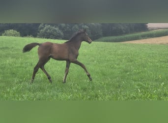 Trakehner, Yegua, 1 año, 165 cm, Castaño oscuro