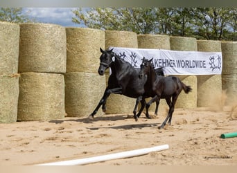 Trakehner, Yegua, 1 año, 165 cm, Morcillo
