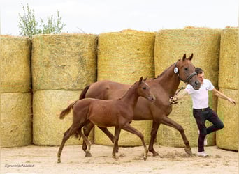 Trakehner, Yegua, 1 año, 166 cm, Alazán