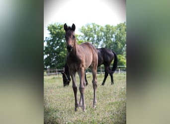 Trakehner, Yegua, 1 año, 166 cm, Castaño