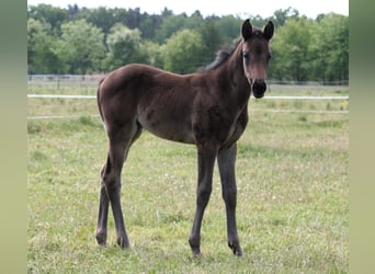 Trakehner, Yegua, 1 año, 166 cm, Castaño