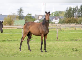 Trakehner, Yegua, 1 año, 166 cm, Castaño