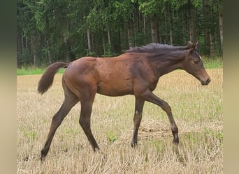 Trakehner, Yegua, 1 año, 166 cm, Castaño oscuro