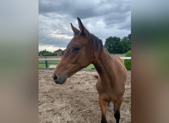 Trakehner, Yegua, 1 año, 168 cm