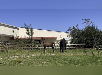 Trakehner, Yegua, 1 año, 170 cm, Castaño oscuro
