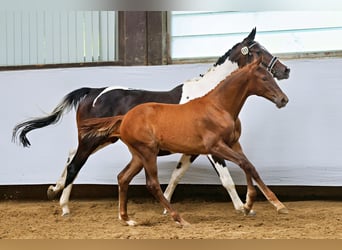 Trakehner, Yegua, 1 año, Alazán