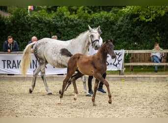 Trakehner, Yegua, 1 año, Castaño