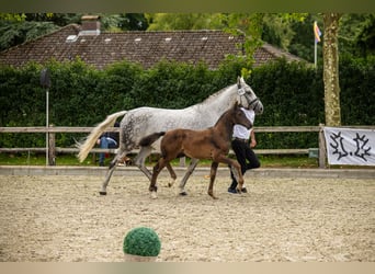 Trakehner, Yegua, 1 año, Castaño