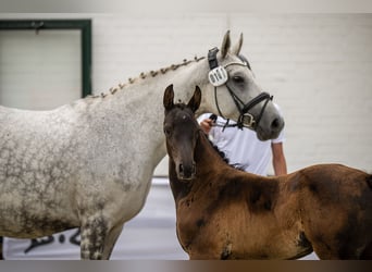 Trakehner, Yegua, 1 año, Castaño