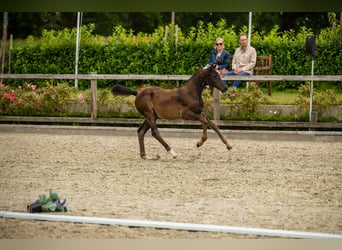 Trakehner, Yegua, 1 año, Castaño