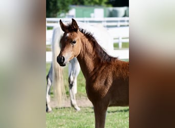 Trakehner, Yegua, 1 año, Castaño