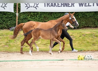 Trakehner, Yegua, 1 año, Castaño oscuro