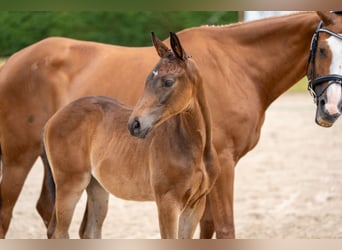 Trakehner, Yegua, 1 año, Castaño oscuro