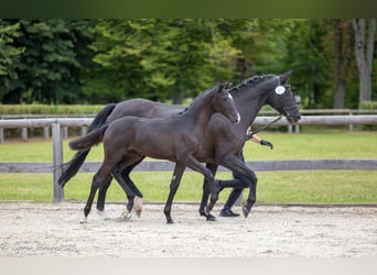 Trakehner, Yegua, 1 año, Morcillo
