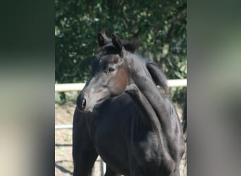 Trakehner, Yegua, 1 año, Negro