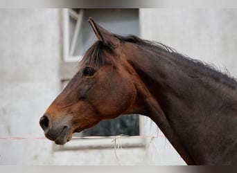 Trakehner Mestizo, Yegua, 20 años, 163 cm, Castaño oscuro