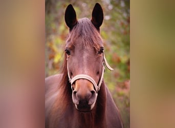 Trakehner, Yegua, 21 años, 163 cm, Castaño