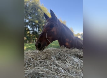 Trakehner, Yegua, 23 años, 163 cm, Alazán
