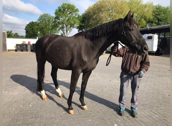 Trakehner, Yegua, 23 años, 166 cm, Castaño oscuro