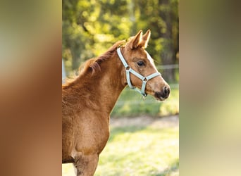 Trakehner, Yegua, 2 años, 160 cm, Alazán