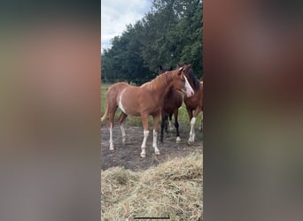 Trakehner, Yegua, 2 años, 160 cm, Alazán