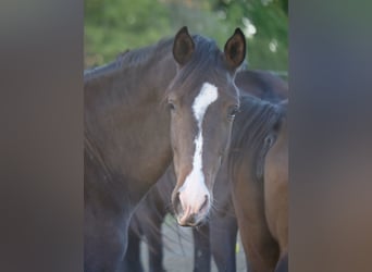 Trakehner, Yegua, 2 años, 162 cm, Castaño oscuro