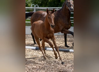 Trakehner, Yegua, 2 años, 165 cm, Castaño