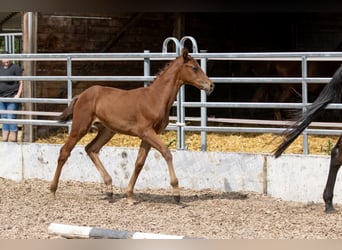 Trakehner, Yegua, 2 años, 165 cm, Castaño