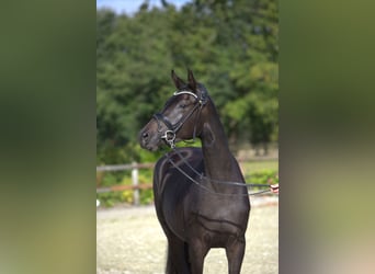 Trakehner, Yegua, 2 años, 166 cm, Castaño oscuro