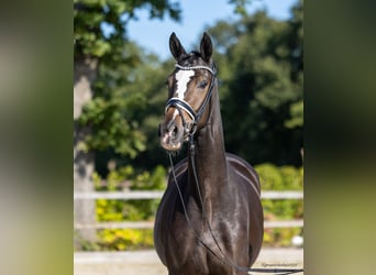 Trakehner, Yegua, 2 años, 167 cm, Castaño oscuro