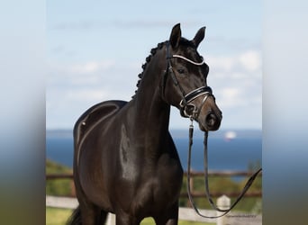 Trakehner, Yegua, 2 años, 167 cm, Morcillo