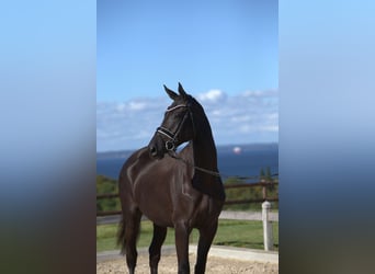 Trakehner, Yegua, 2 años, 167 cm, Morcillo