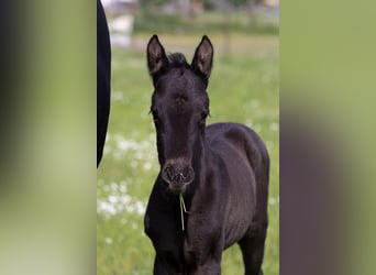 Trakehner, Yegua, 2 años, 167 cm, Negro